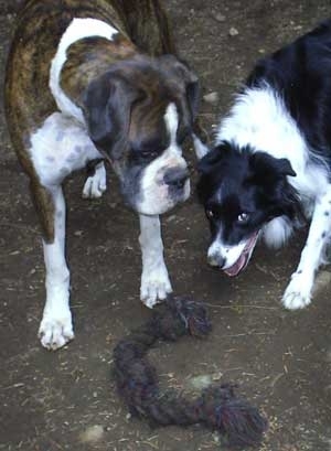 Happy Tails Dog Daycare | 2285 Sylvester Rd RR 2, Shawnigan Lake, BC V0R 2W2, Canada | Phone: (250) 743-9897