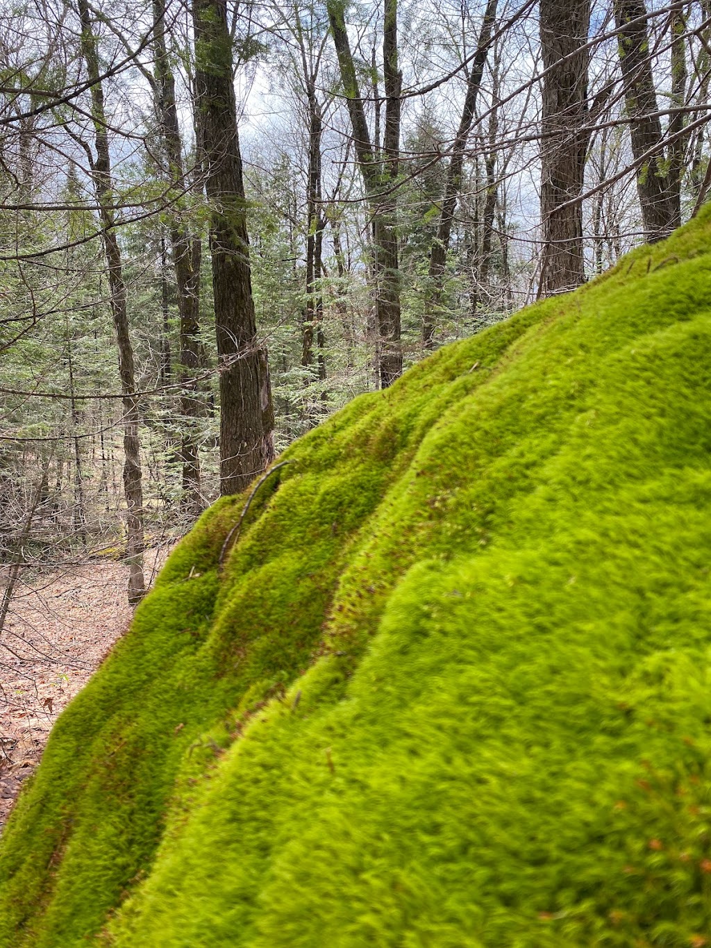 Mys Retreat | 2900 ON-518, Kearney, ON P0A 1M0, Canada | Phone: (249) 888-6668