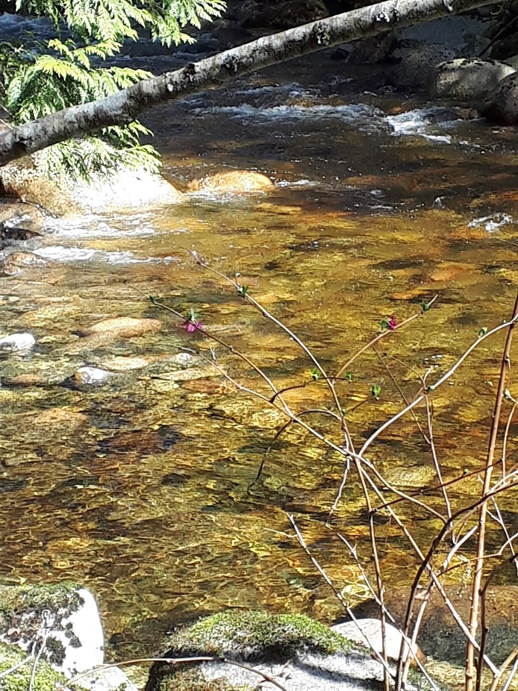 Sunshine Coast Salmonid Enhancement Society | 4381 Parkway Dr, Sechelt, BC V0N 3A1, Canada | Phone: (604) 885-4136