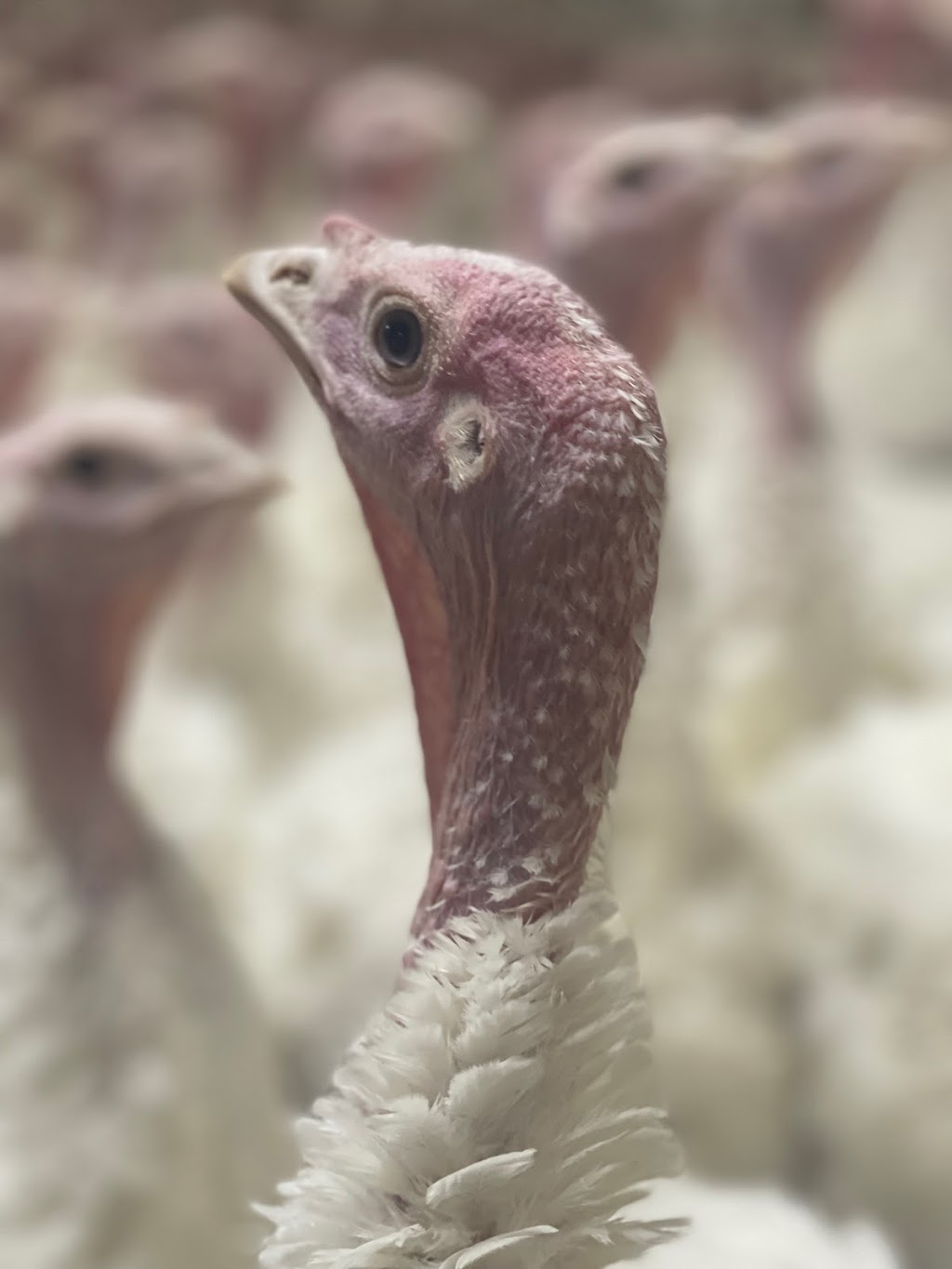 Ferme JLH inc | 211 Rang Sainte-Sophie, Oka, QC J0N 1E0, Canada | Phone: (450) 479-8762