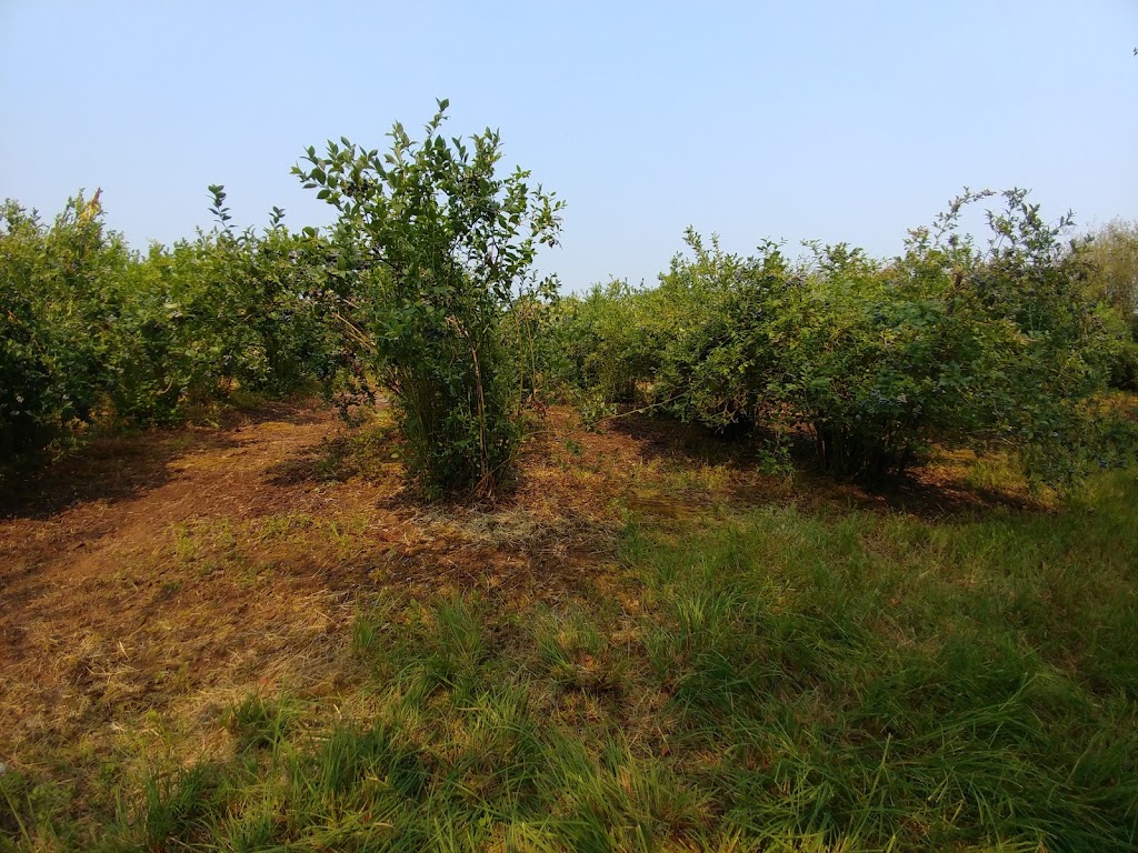 Steld Blueberry Farm | 13605 Michael Rd, Ladysmith, BC V9G 1G7, Canada | Phone: (250) 245-3460