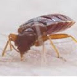 Pest Control Company GTA | 106 Richwood Cres, Brampton, ON L6X 4K7, Canada | Phone: (647) 567-7378
