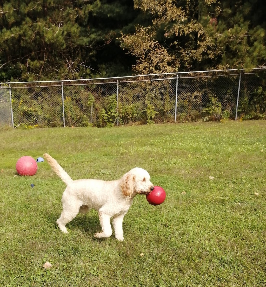 The Royal Pets Hotel and Spa | 2072 3 Line N, Shanty Bay, ON L0L 2L0, Canada | Phone: (705) 726-5034