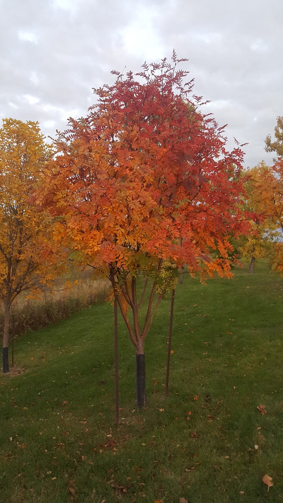 Omands Creek Park | Omands Creek Industrial, Winnipeg, MB R2R, Canada