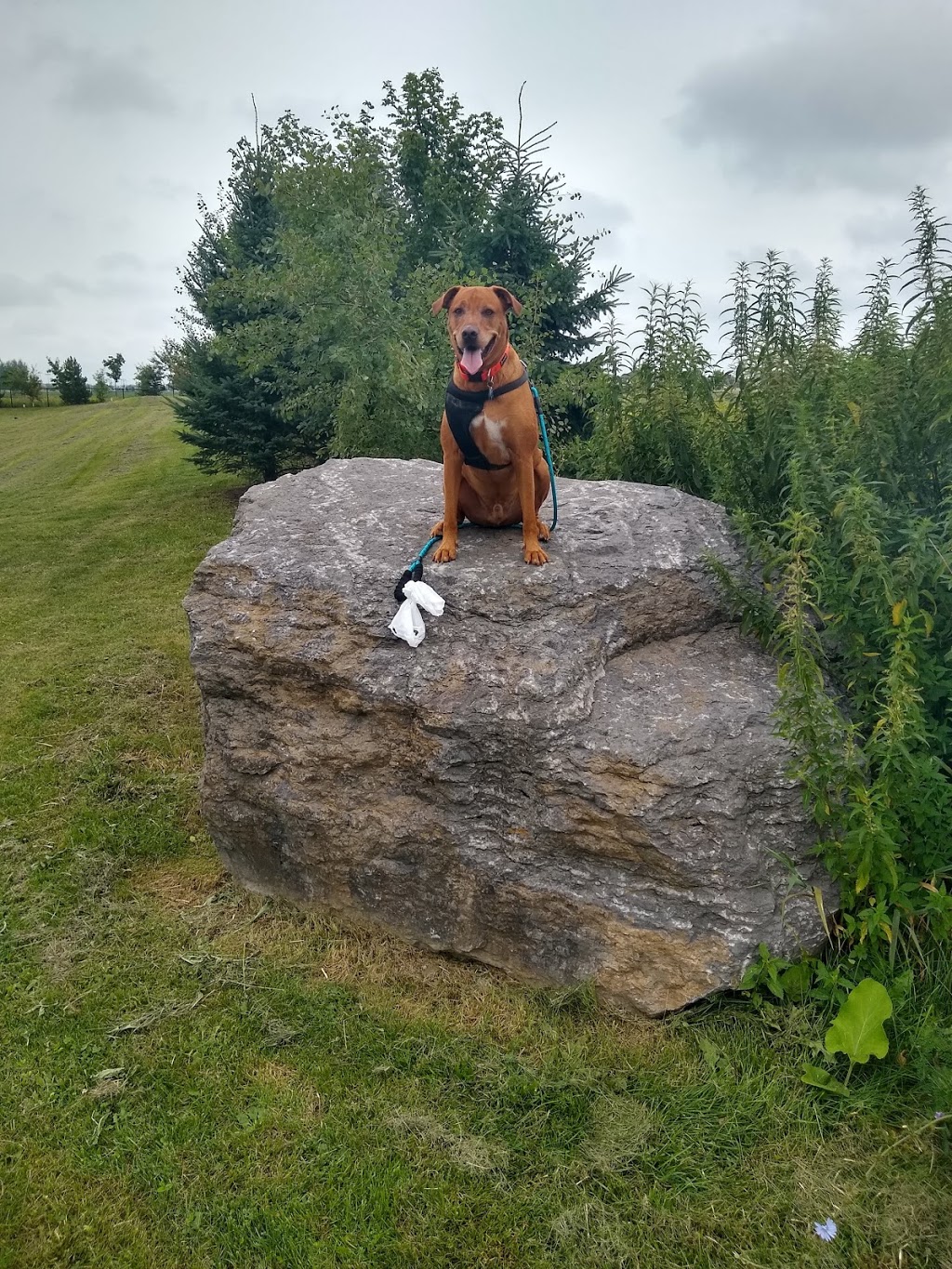 Rancourt Dog Park | 858 Scala Ave, Orléans, ON K4A 4T6, Canada | Phone: (613) 580-2400