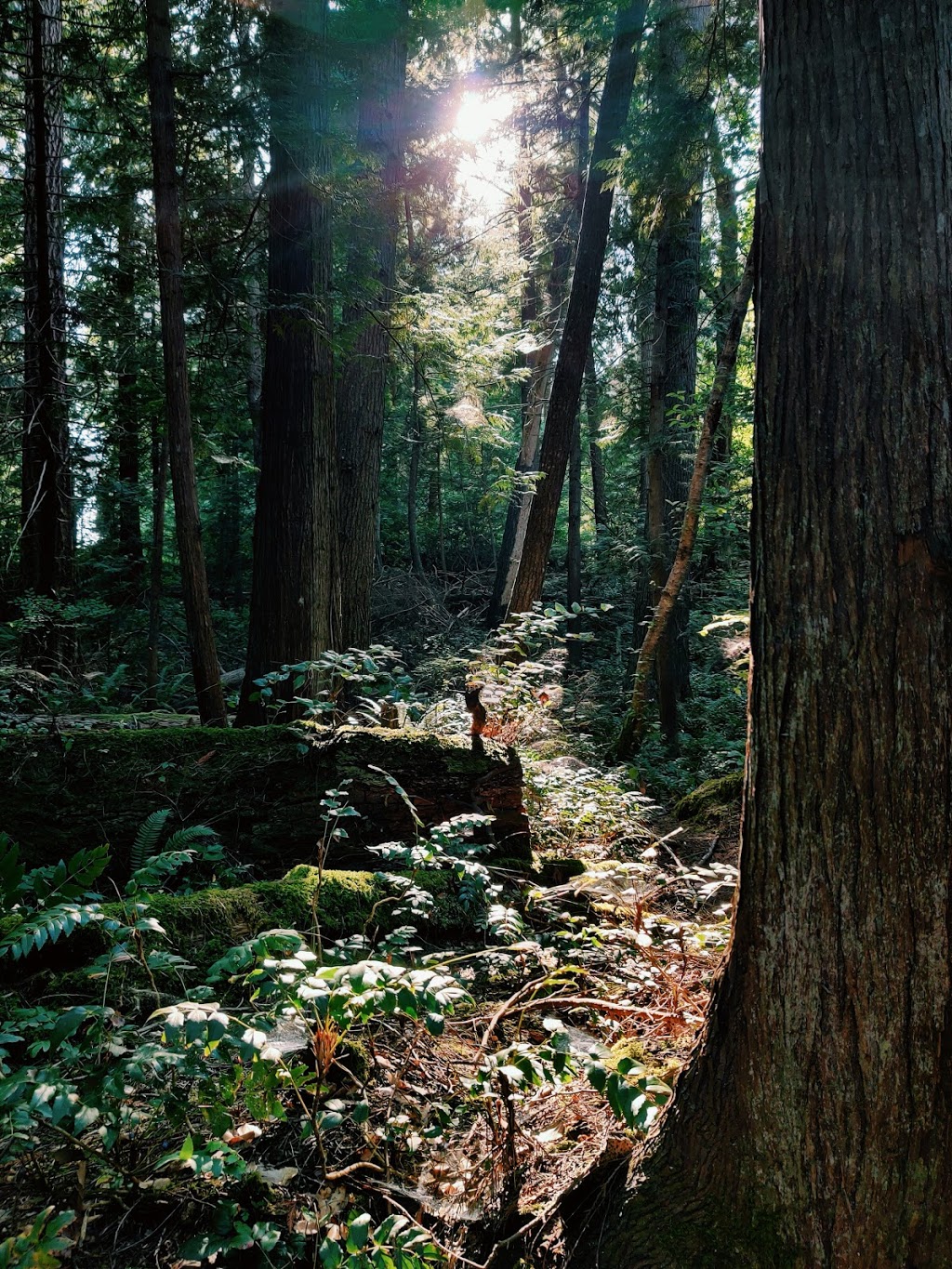 Tyner Park | 12611, Francis Peninsula Rd, Madeira Park, BC V0N 2H1, Canada | Phone: (604) 885-6800