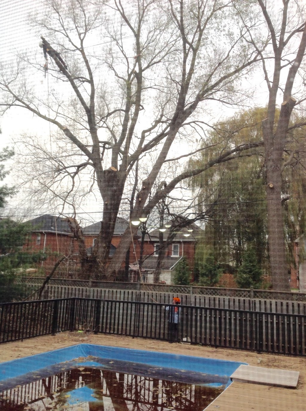 Black Creek Tree Service | 5 Donjon Blvd, Port Dover, ON N0A 1N7, Canada | Phone: (519) 754-7134