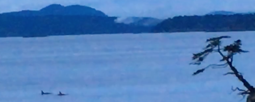 Saturna Ecological Education Centre | 121 Sunset Blvd, Saturna, BC V0N 2Y0, Canada | Phone: (250) 539-2472