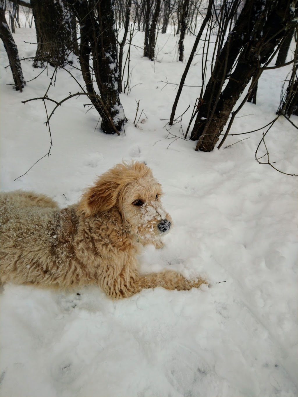 Dog Park | Sherwood Heights Dr, Oakville, ON L6J, Canada