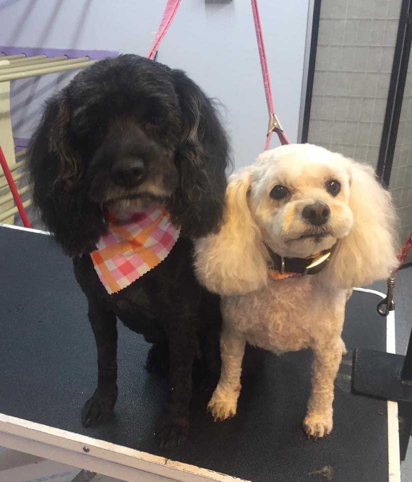 Dog Grooming Calgary | 2106, 380 Canyon Meadows Dr SE, Calgary, AB T2J 7C3, Canada | Phone: (587) 997-6274