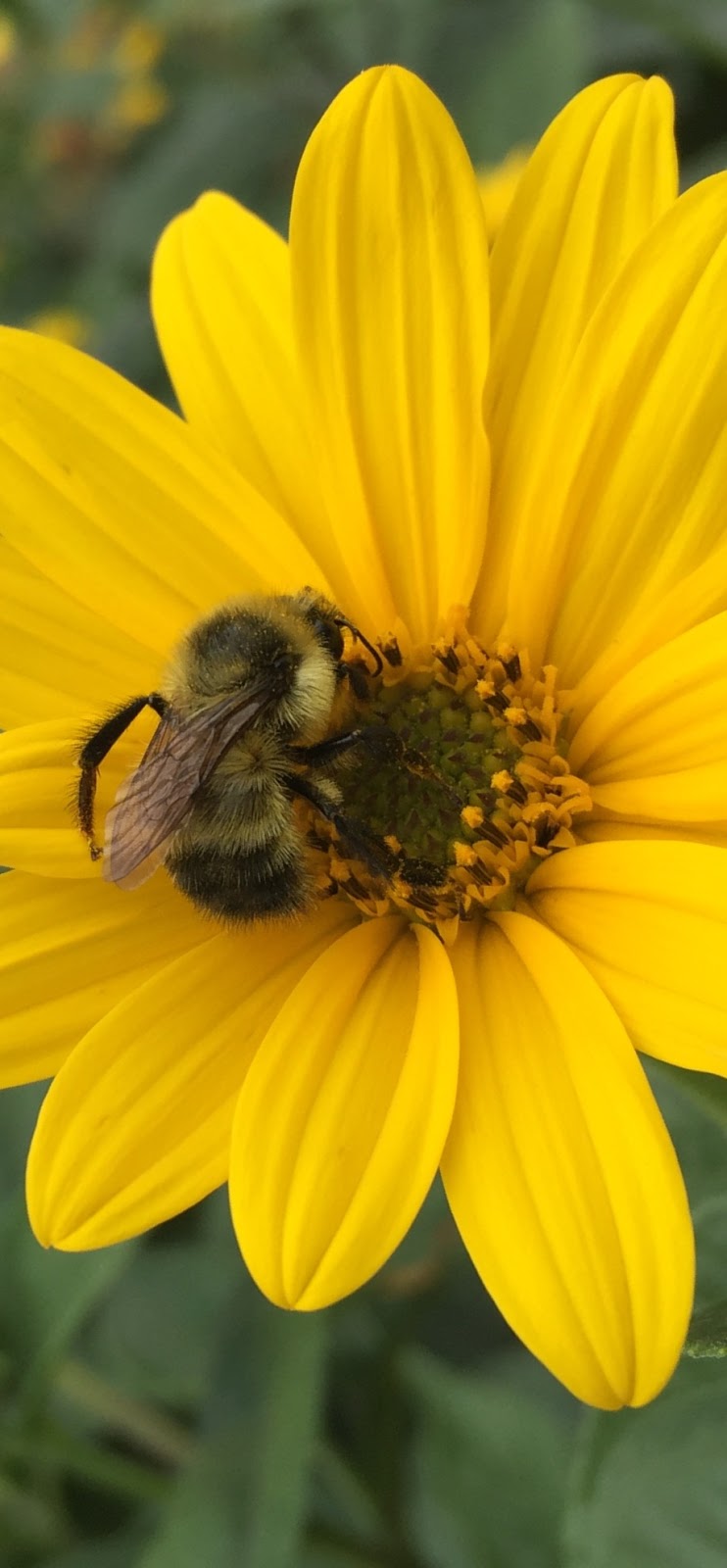City Pest Control Inc | 46 Strathdale Rd, Brampton, ON L6P 2Y1, Canada | Phone: (416) 410-2786