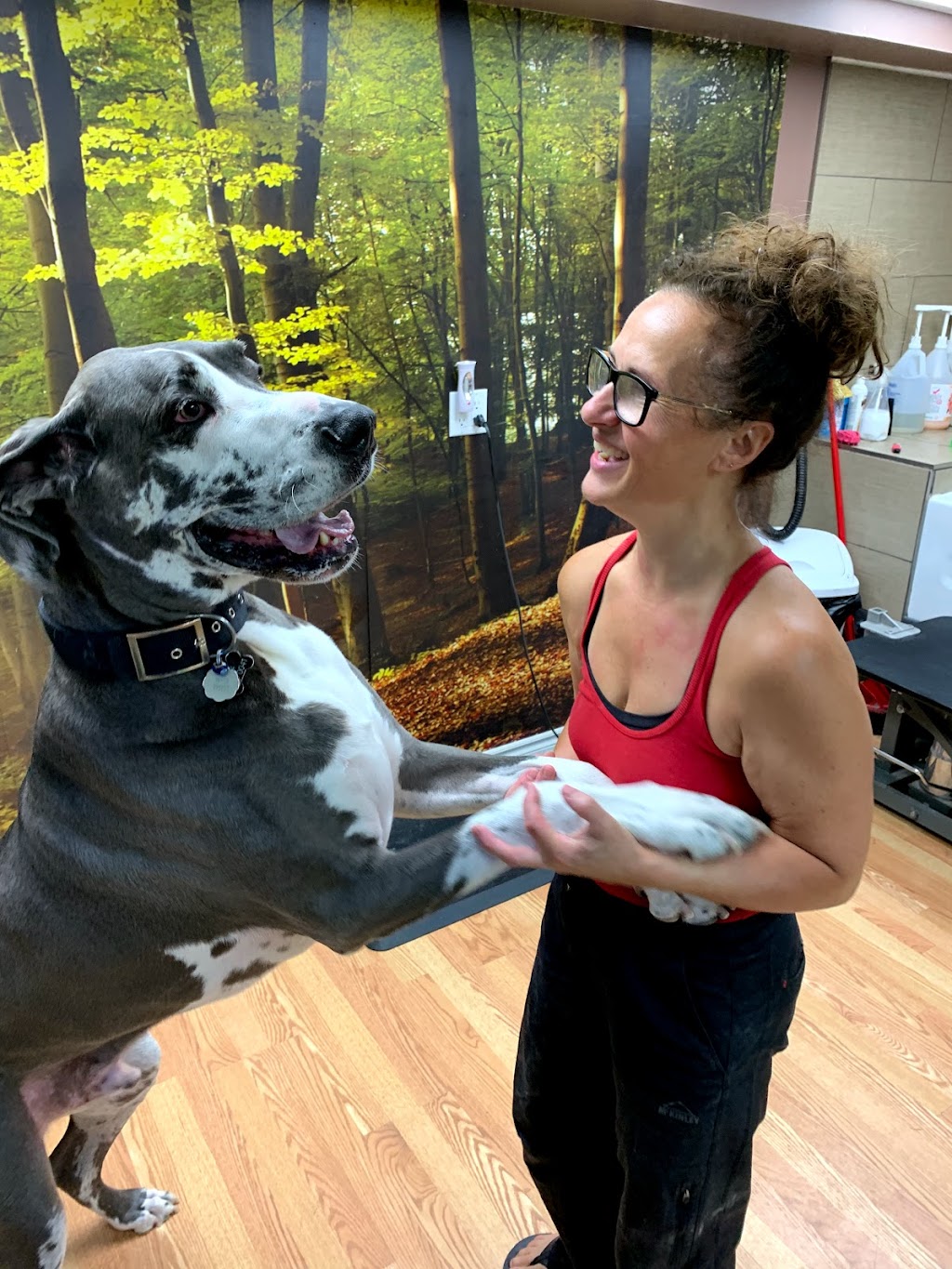 Toilettage canin Au Poil Fou | 1248 Chem. du Fleuve, Les Cèdres, QC J7T 1C3, Canada | Phone: (514) 515-3923