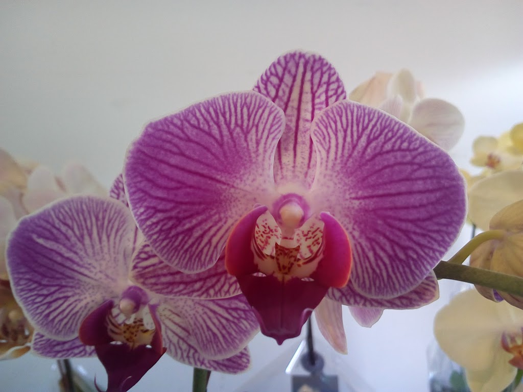 Coleman Flowers | 2075 Henry Ave, Sidney, BC V8L 1T2, Canada | Phone: (250) 655-0906