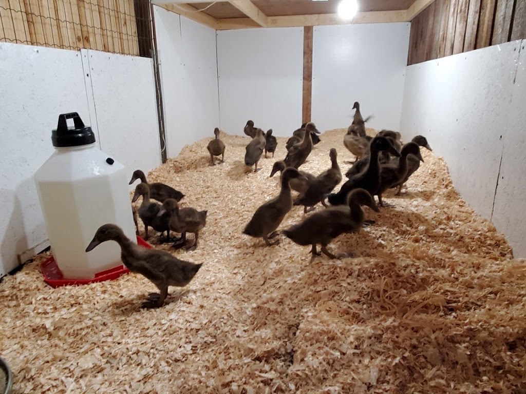 Windswept Wing Farm | 8045 5th Sideroad TOS, Everett, ON L0M 1J0, Canada | Phone: (416) 414-2219