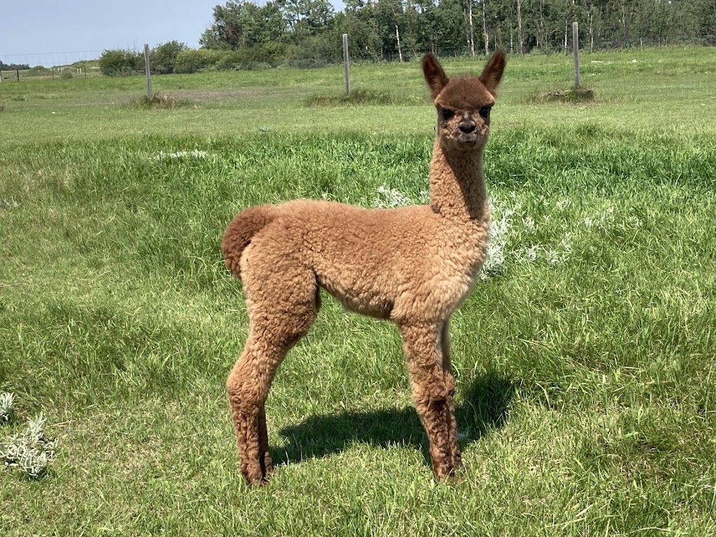 Caley Alpacas | 48027 RR213, Camrose, AB T4V 1X8, Canada | Phone: (780) 781-0198