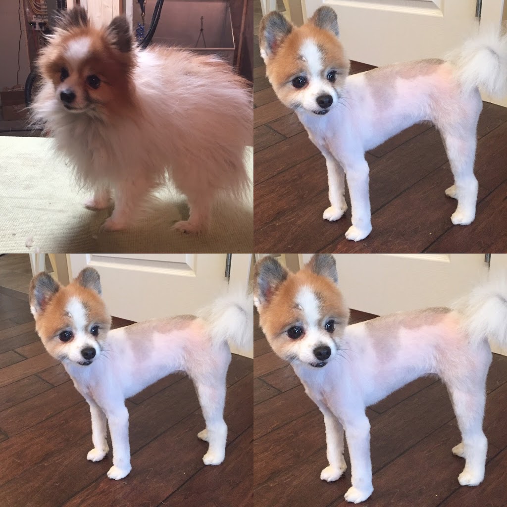 Auntie Ms Grooming House | 2208 Brightoncrest Green SE, Calgary, AB T2Z 0K2, Canada | Phone: (403) 671-1289