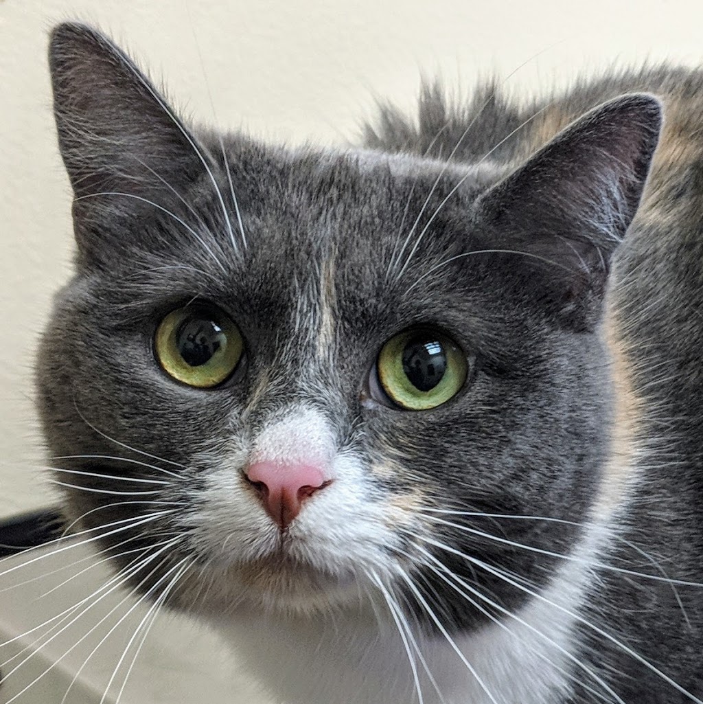 Northshore Veterinary Hospital | 1486 Electric Ave, Bellingham, WA 98229, USA | Phone: (360) 738-6916