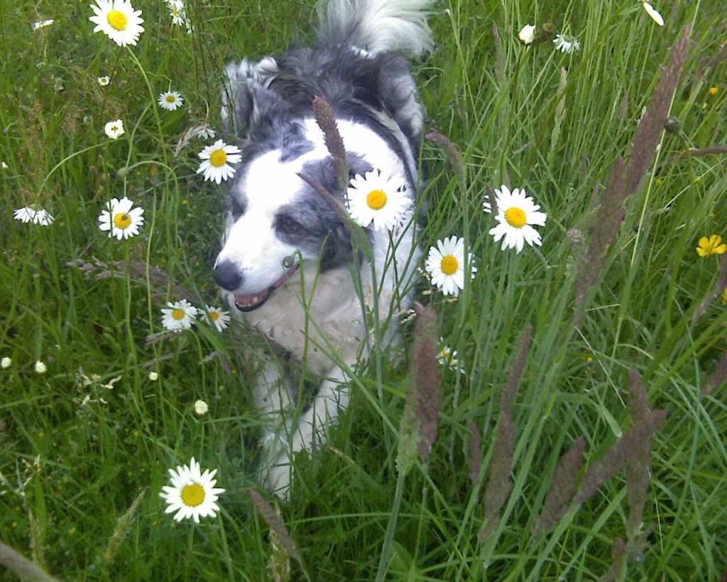 Canine Conduct Training Solutions | 7778 Sturgess Rd, Black Creek, BC V9J 1G7, Canada | Phone: (250) 898-3173