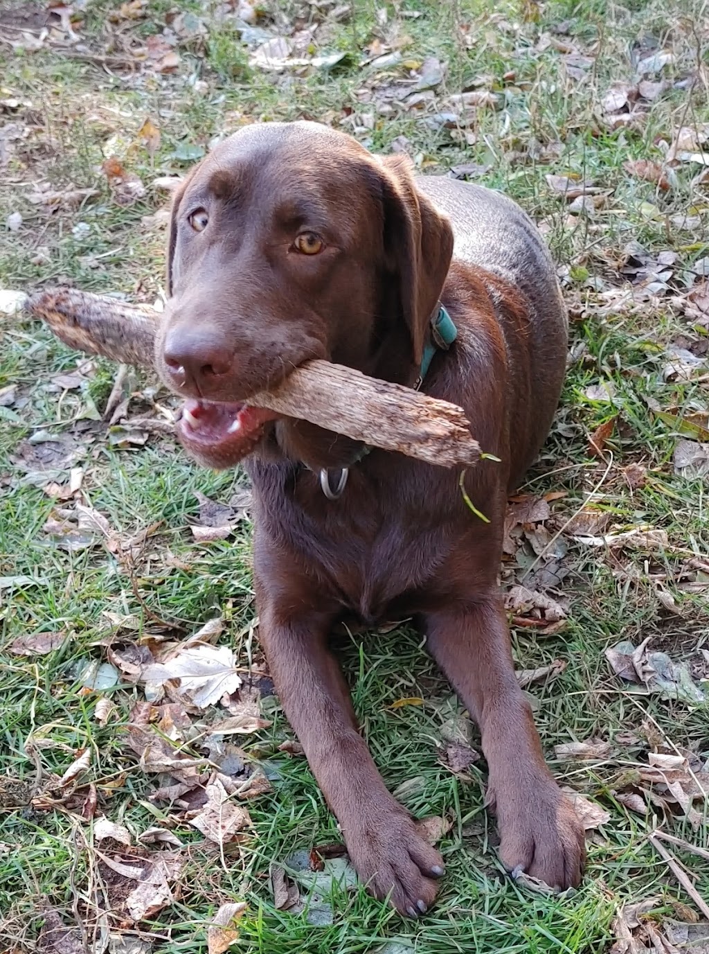 Tails On Wagg | 390 Wagg Rd, Goodwood, ON L0C 1A0, Canada | Phone: (416) 525-6161