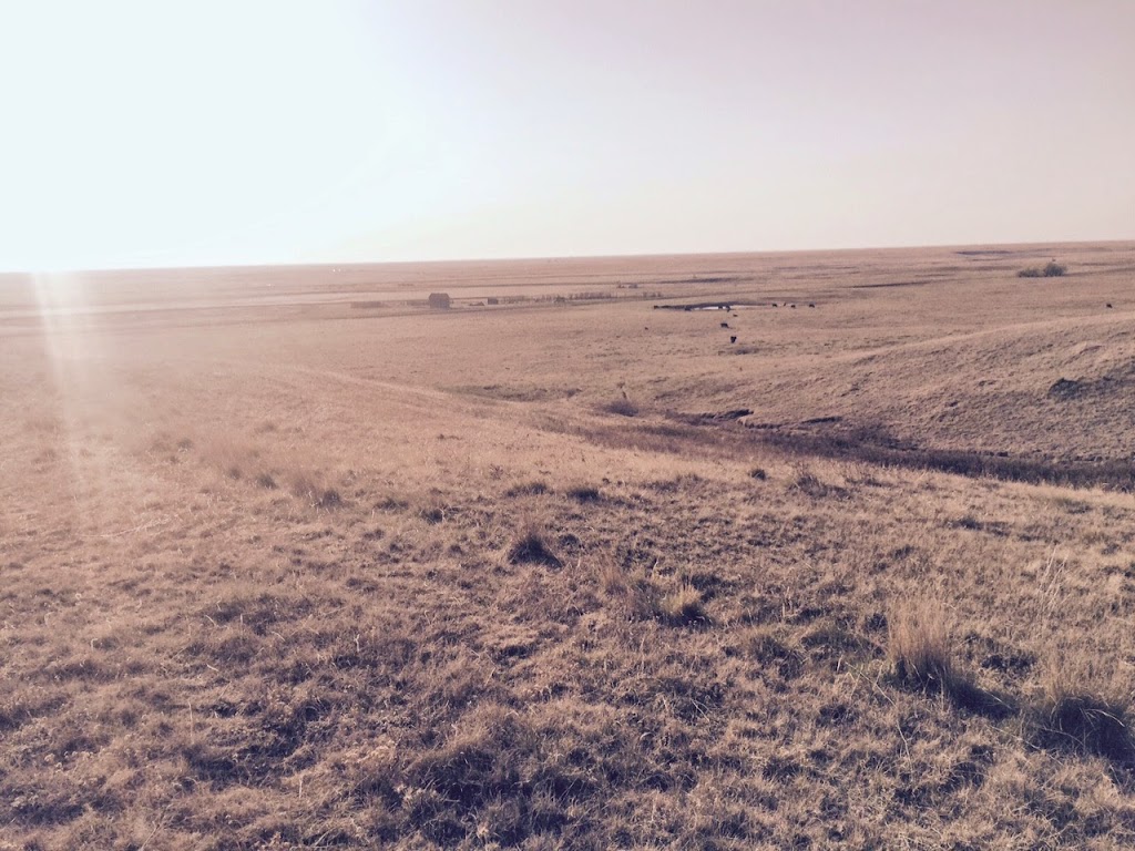 The Scholz Farm Life | RR2 Cessford Site, Pollockville, AB T1R 1E2, Canada | Phone: (403) 501-1090