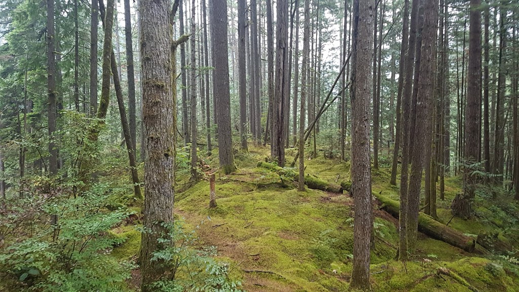 Weaver Lake Campground | Unnamed Rd, 1A1, Agassiz, BC V0M 1A1, Canada