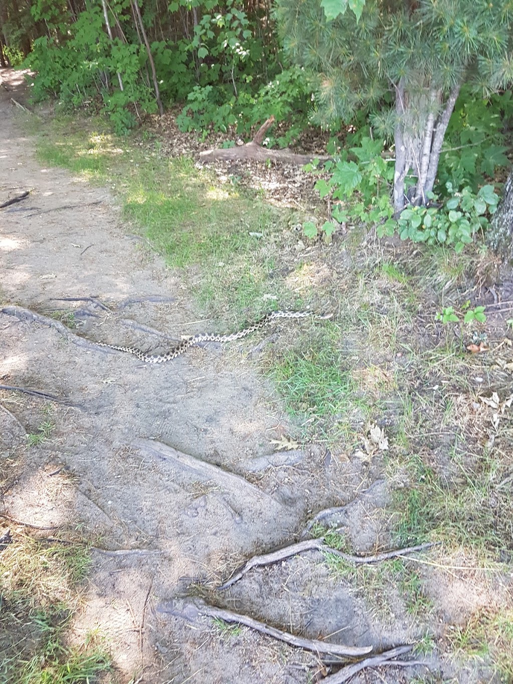 Oaks Campground | Massasauga Trail, Georgian Bay, ON L0K 1R0, Canada | Phone: (888) 773-8888