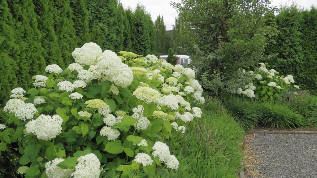 Full Bloom Lavender Farm | 2926 248 St, Langley City, BC V4W 2R2, Canada | Phone: (778) 955-5871