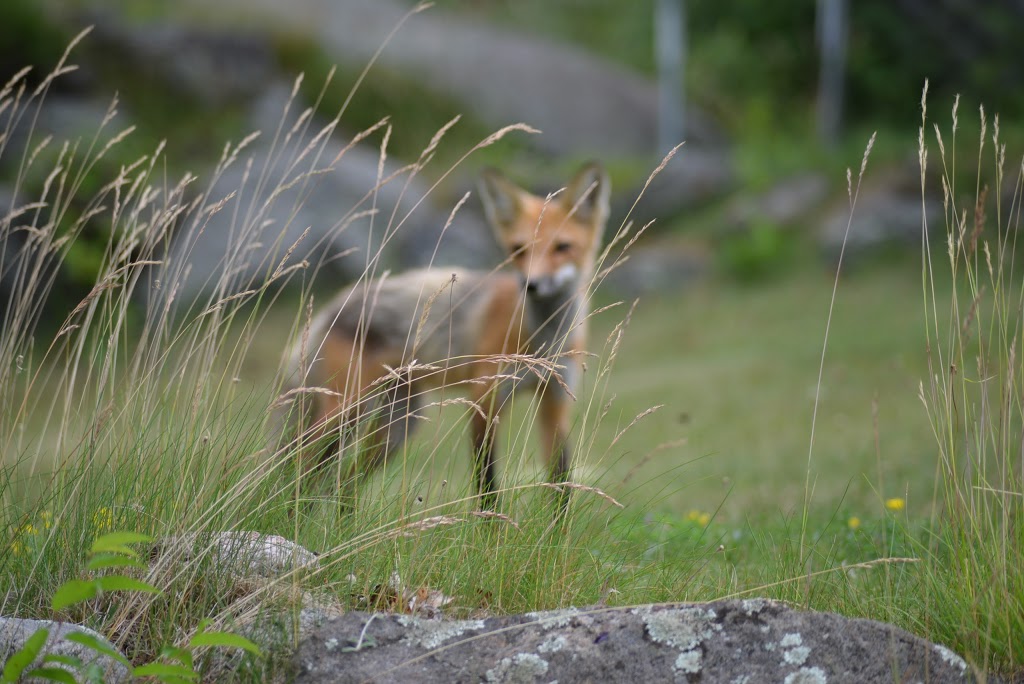 Nares Landing | Pointe au Baril, ON P0G 1K0, Canada | Phone: (705) 366-2374