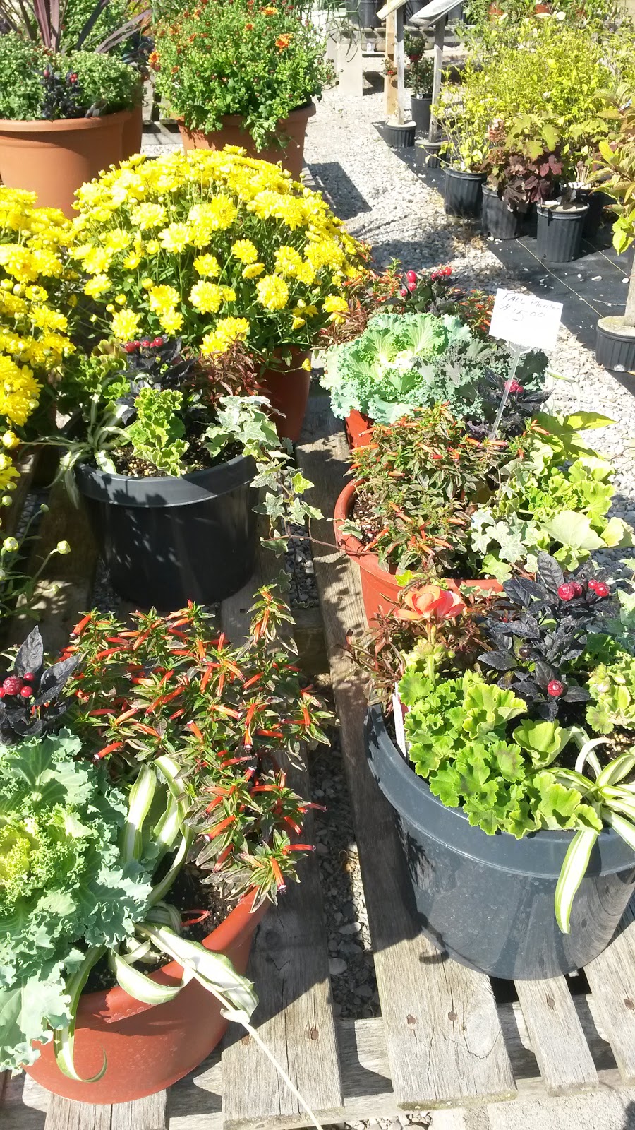 Aylmer Garden Centre | 8467 Imperial Rd, Aylmer, ON N5H 2R2, Canada | Phone: (519) 773-8969