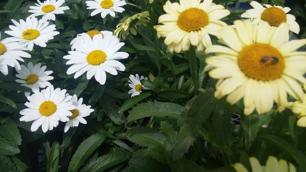 Baseline Nursery and Garden Centre | 9070 Elviage Dr, London, ON N6K 4N5, Canada | Phone: (519) 657-1265