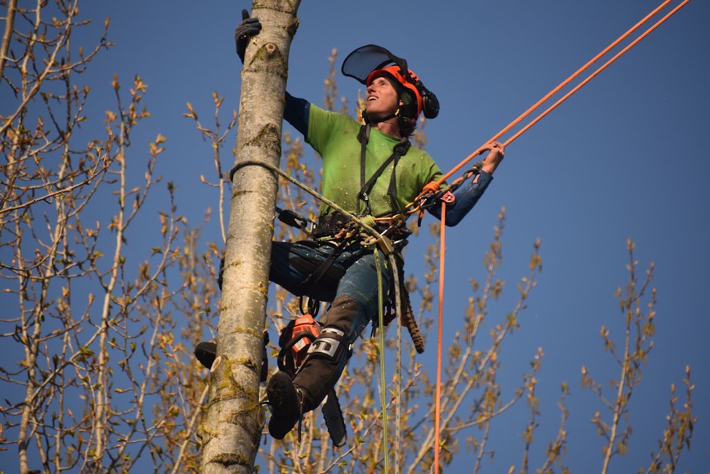 Central Valley Tree & Arborist Services LTD. | 933 Coutts Way, Abbotsford, BC V2S 7M2, Canada | Phone: (604) 853-1986