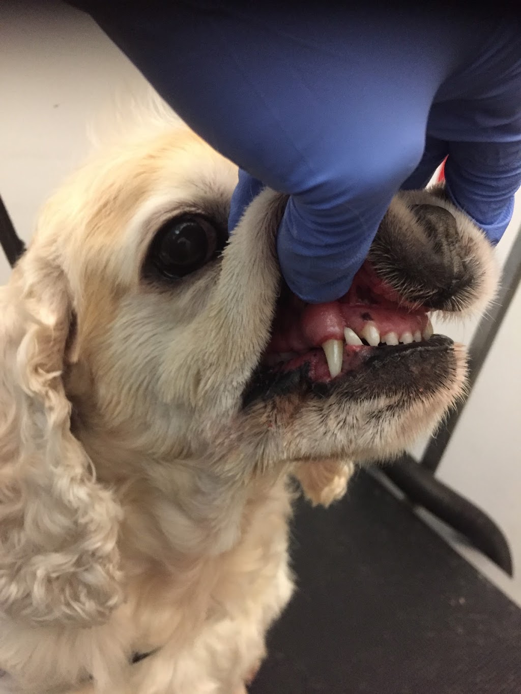 Cosmetic teeth cleaning for dogs | 1014 Merivale Rd, Ottawa, ON K1Z 6A5, Canada | Phone: (613) 930-2229