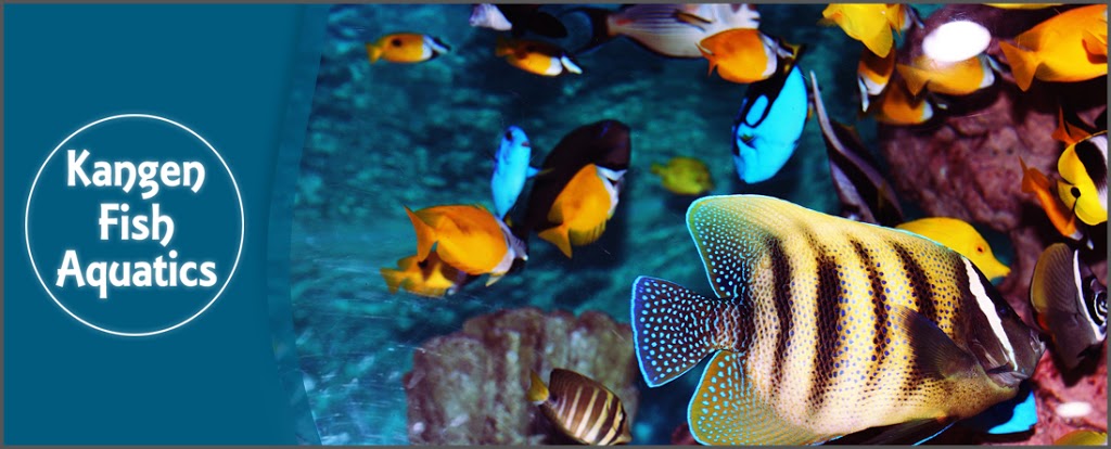 Kangen Fish Aquatics | 35 King St E Unit 15, Mississauga, ON L5A 4E1, Canada | Phone: (905) 270-9999