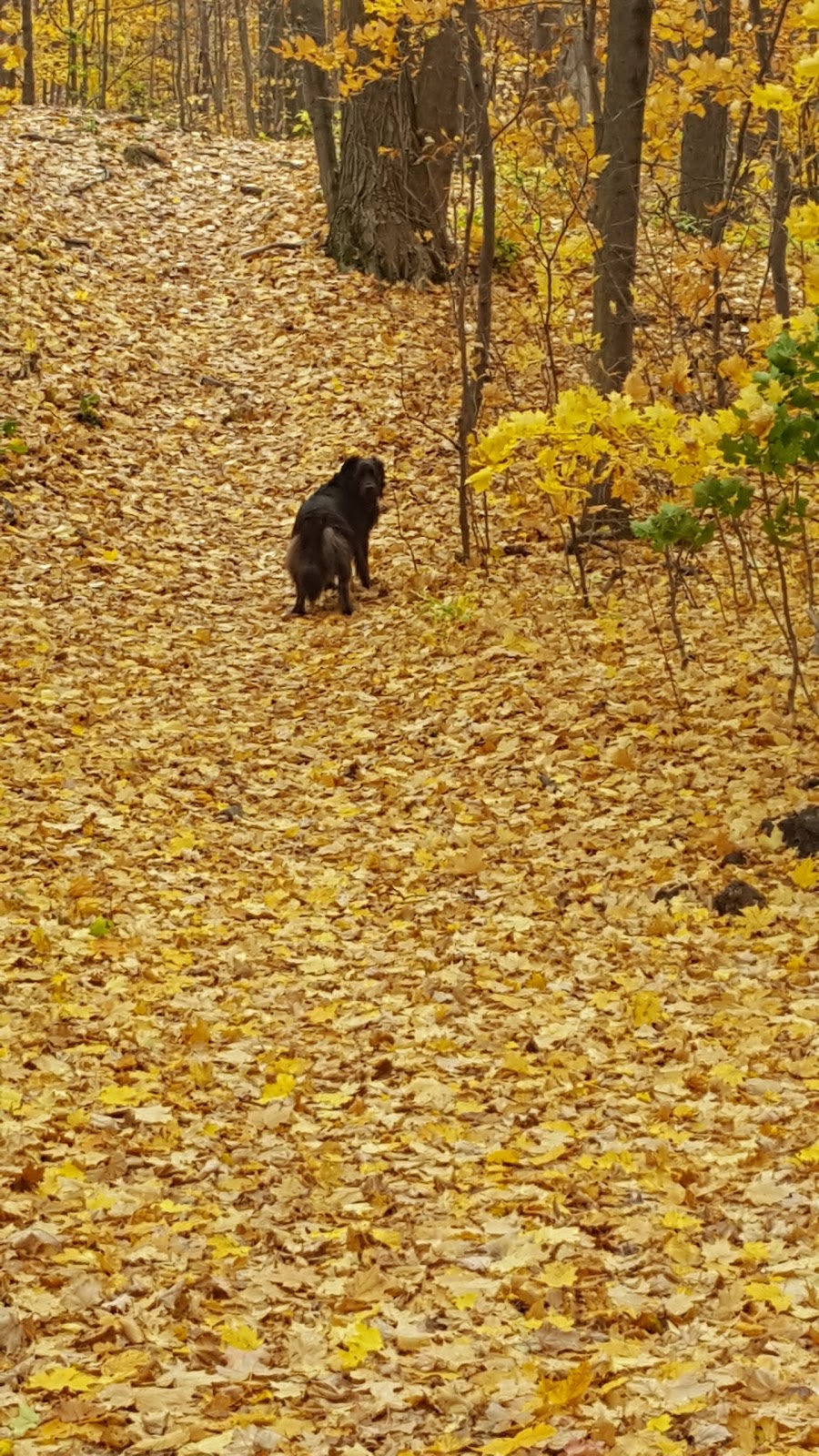 Bruce Trail Conservancy | 55 Head St #101, Dundas, ON L9H 3H8, Canada | Phone: (800) 665-4453