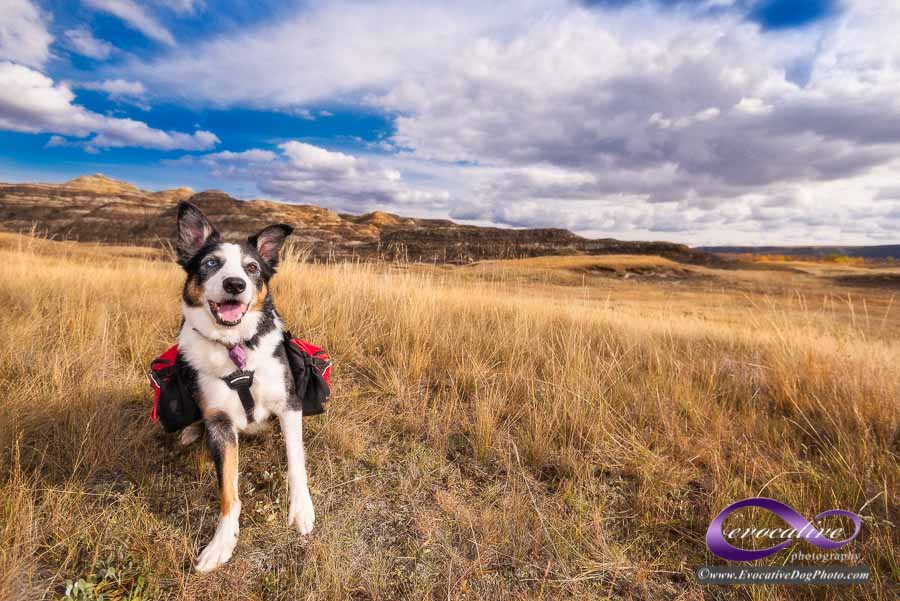 Evocative Dog Photography | Royal Oak Gardens NW, Calgary, AB T3G 5S5, Canada | Phone: (403) 966-4884