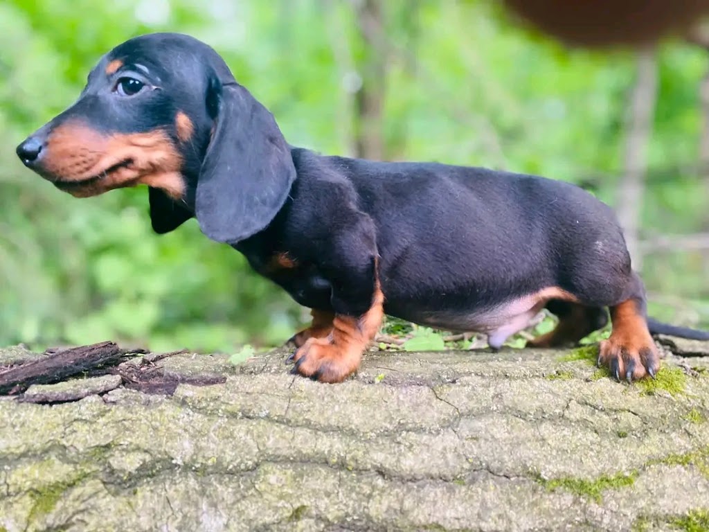 Maria Dachund Puppy Forhome | 5513 Elcho Rd, Wellandport, ON L0R 2J0, Canada | Phone: (416) 242-4378
