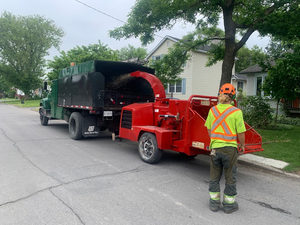 Arborist Tree Service | 1709 Beachburg Rd, Beachburg, ON K0J 1C0, Canada | Phone: (613) 639-4804