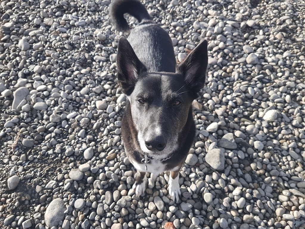 Deer Ridge Off Leash Area | 223 Deercliff Rd SE, Calgary, AB T2J 5K2, Canada