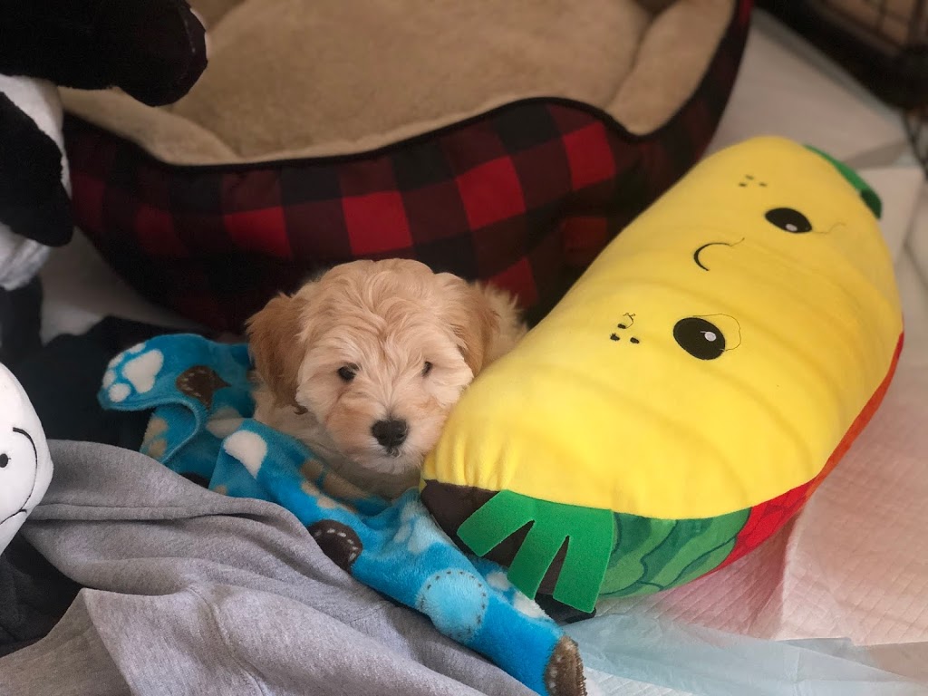 Goldenbellekennels | 37482 Zion Rd, Lucknow, ON N0G 2H0, Canada | Phone: (519) 450-9820
