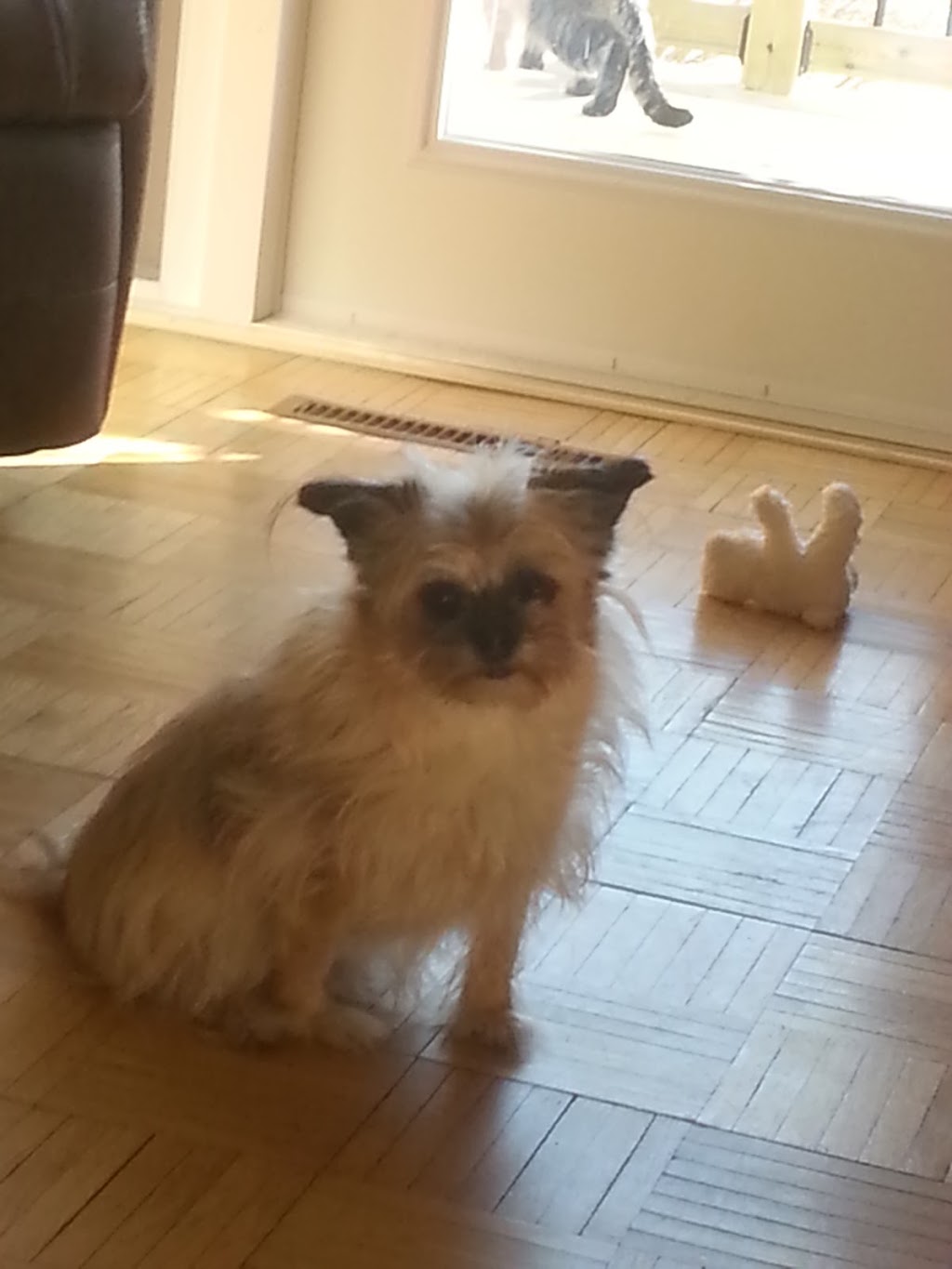Pawsitively Fabulous | 2873 Dunn Dr, Prince Albert, SK S6V 6K6, Canada | Phone: (306) 922-5148