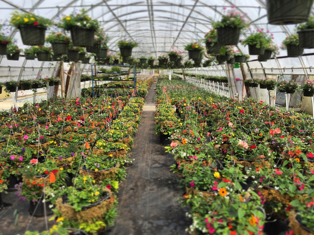 Superior Farms Inc aka Superior Growers, Superior Miniatures | 7995 Superior Rd, Lantzville, BC V0R 2H0, Canada | Phone: (250) 390-2435