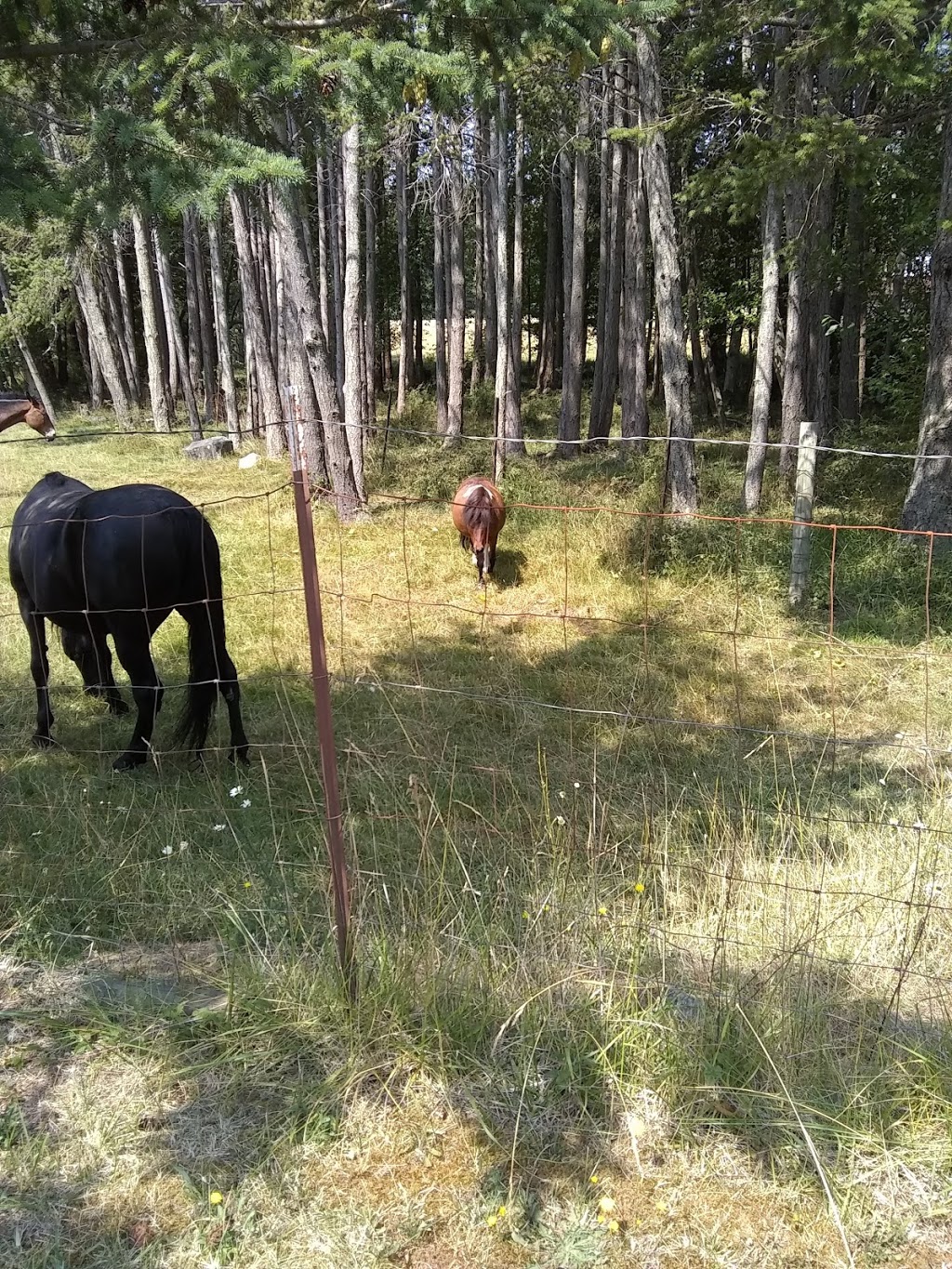 Buckhorn Farm | 17 Jensen Rd, Eastsound, WA 98245, USA | Phone: (360) 376-2298