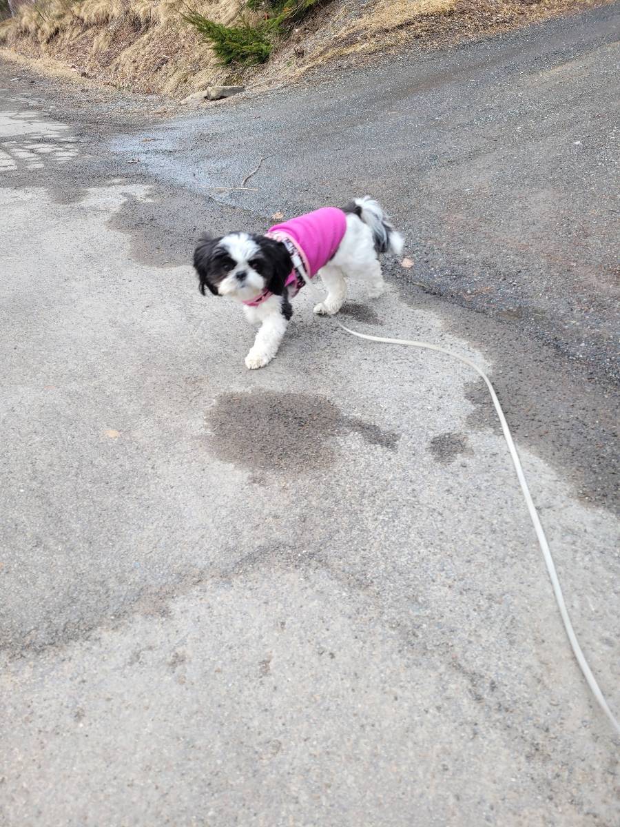The Paw-fect Companion | 1844 Victoria St, Westville, NS B0K 2A0, Canada | Phone: (613) 532-4690