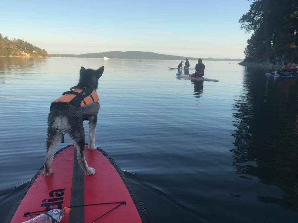 Blue Dog Kayaking | 740 Handy Rd, Mill Bay, BC V0R 2P1, Canada | Phone: (250) 710-7693