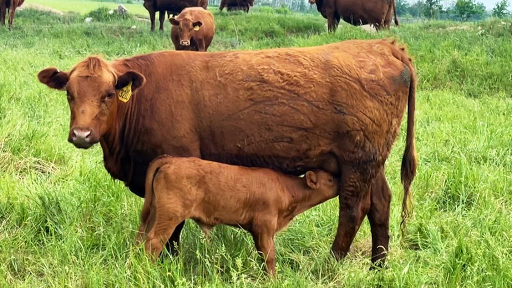 Breault Ranching Ltd. | Box 959, Sainte Rose du Lac, MB R0L 1S0, Canada | Phone: (204) 447-7076