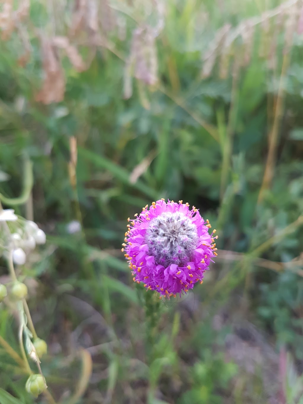 Deer Ridge Off Leash Area | 223 Deercliff Rd SE, Calgary, AB T2J 5K2, Canada