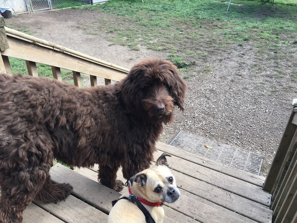 Tail Waggin Dog Ranch | 20676 Muncey Rd, Muncey, ON N0L 1Y0, Canada | Phone: (519) 264-0951
