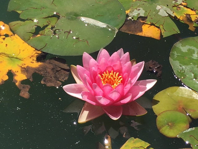 Becoming Light Healing | 456 Isabella Point Rd, Salt Spring Island, BC V8K 1V4, Canada | Phone: (250) 930-4545