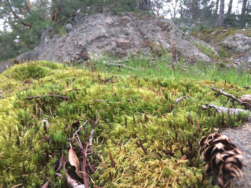 JM Abbott Park | Spyglass Rd, Pender Island, BC V0N 2M2, Canada