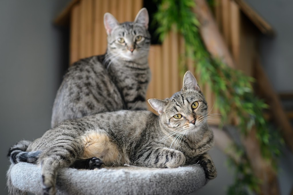 BC SPCA Chilliwack Community Animal Centre | 6797 Hopedale Rd, Chilliwack, BC V2R 4L4, Canada | Phone: (604) 823-6612